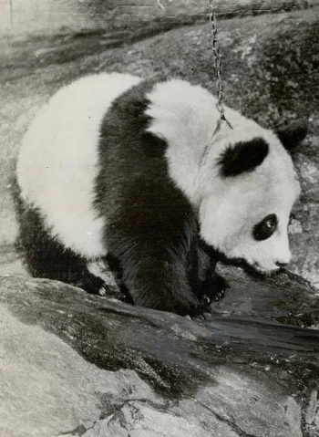 Жалаңаш қыздар дымқыл письки