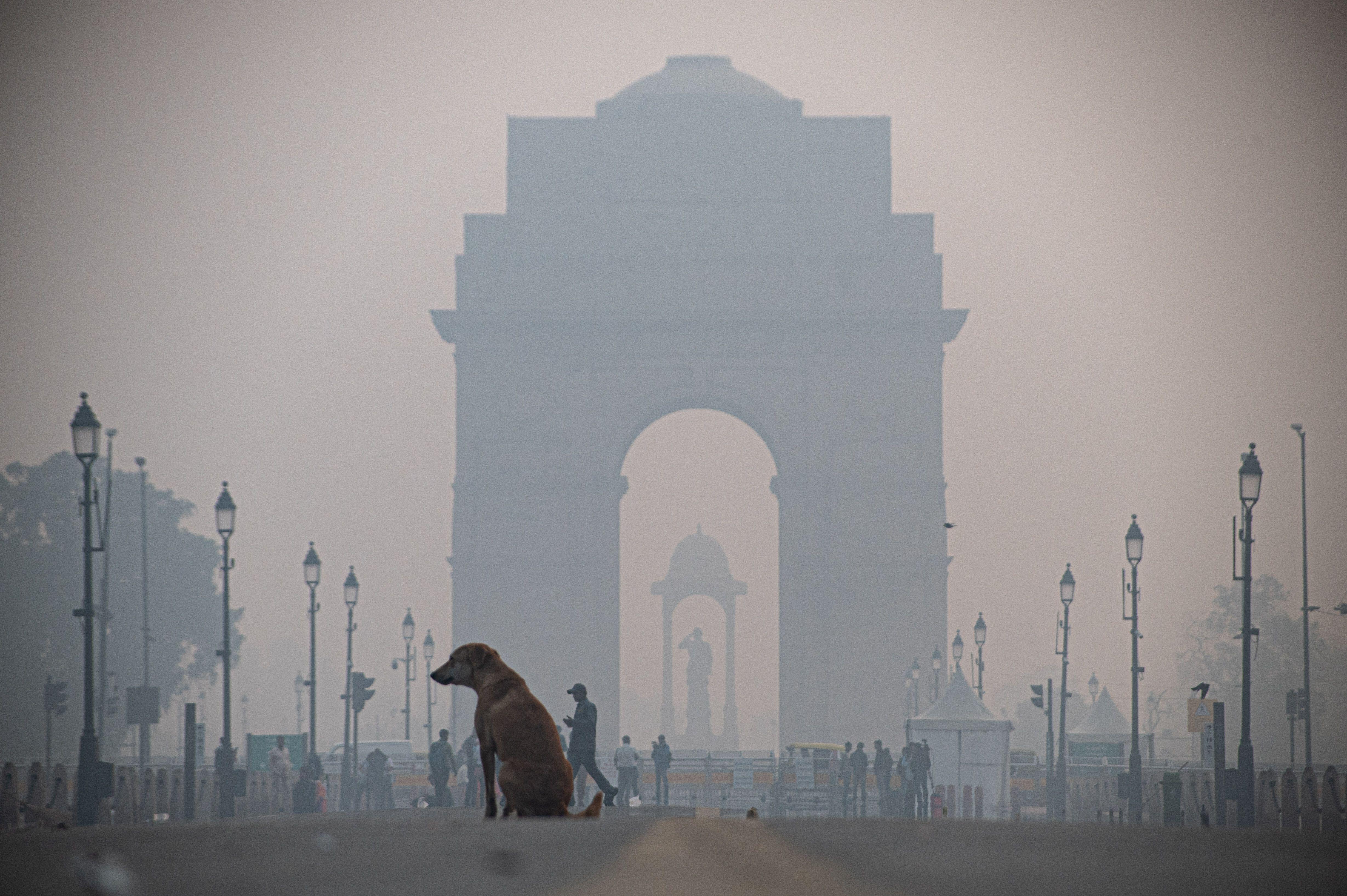 A Dog Sits On Kartavya Path In Front Of India Gate On A Smoggy Morning In New Delhi, ZUMA Press, Inc./Alamy Live News