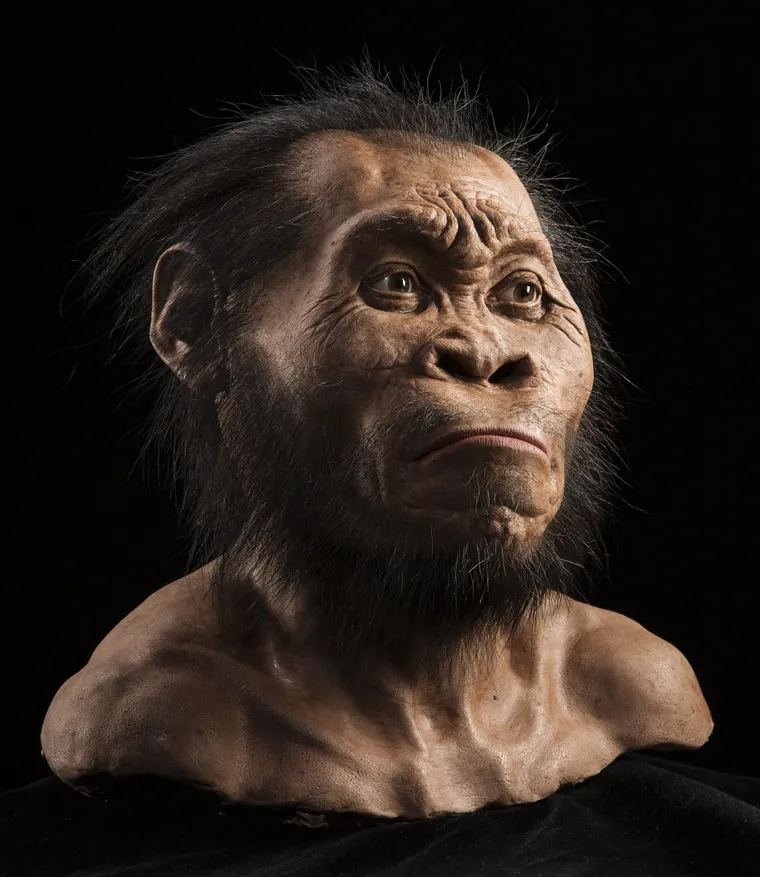 Homo Naledi келбетінің реконструкциясы/Mark Thiessen, National Geographic
