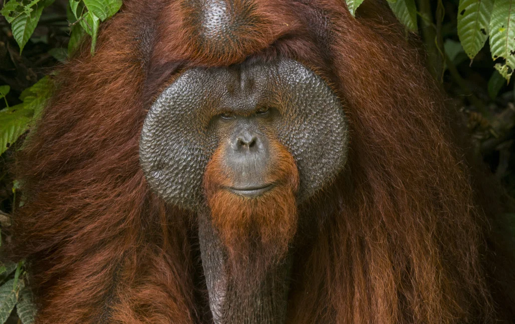 Еркектер балапандарды үлкен сиқырларымен сихаттайды