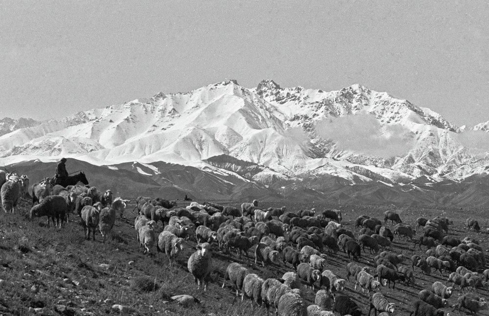 Желідегі порноқұрылғылар Сексуалдық порно