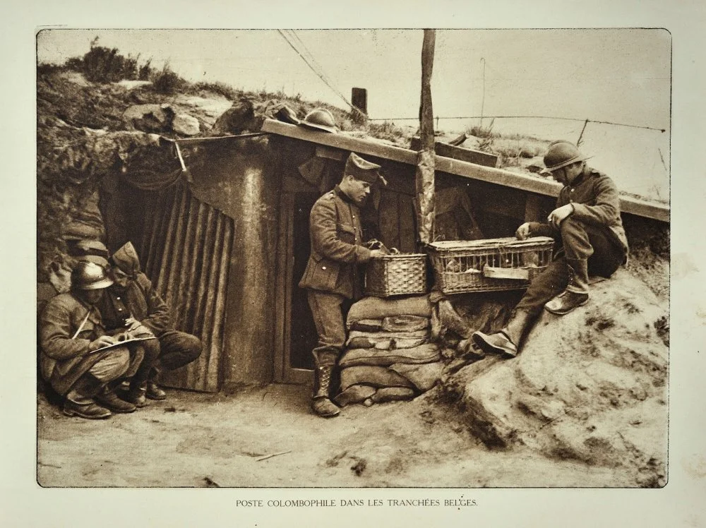 WW1 Belgian soldiers in trench fitting messages on carrier pigeons in West Flanders during the First World War One, Belgium/Alamy