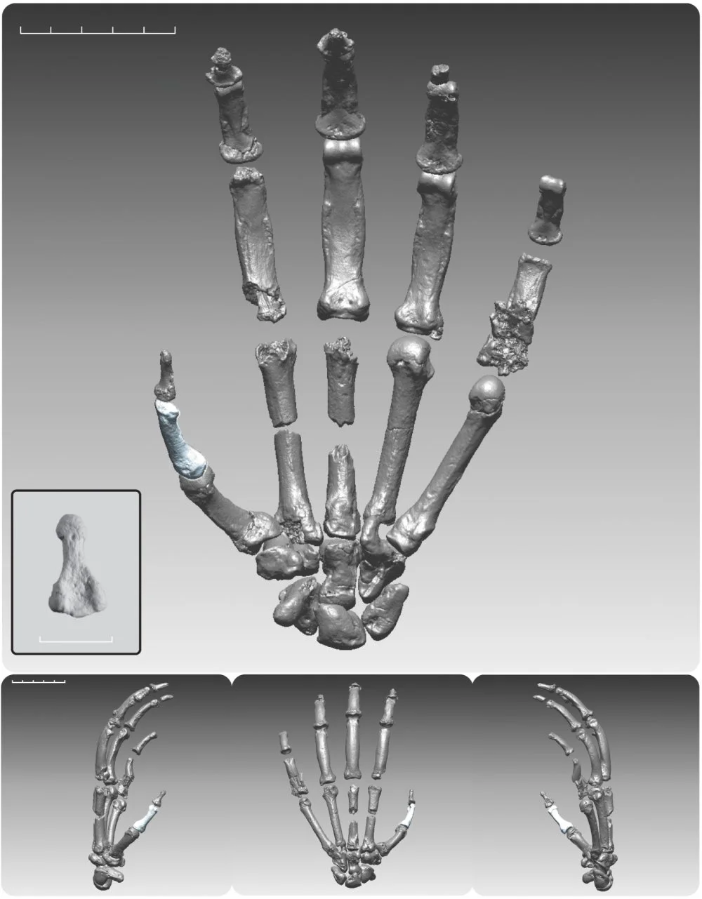 Digitally rendered composite hand of the “Ardi” partial skeleton. This image relates to an article in the 02 October 2009 issue of Science. The study, by Dr. C. Owen Lovejoy of Kent State University and colleagues, is titled, “Careful Climbing in the Miocene: The Forelimbs of Ardipithecus ramidus and Humans Are Primitive.”  Image courtesy of Science/AAAS