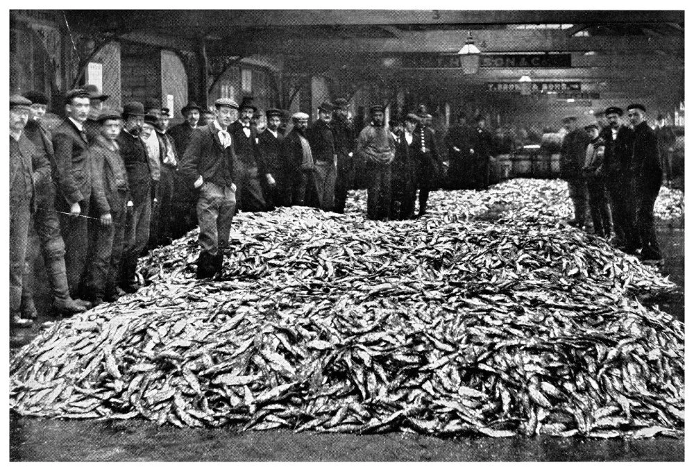 Herring auction in Grimsby England fish market trade (1915)/Alamy