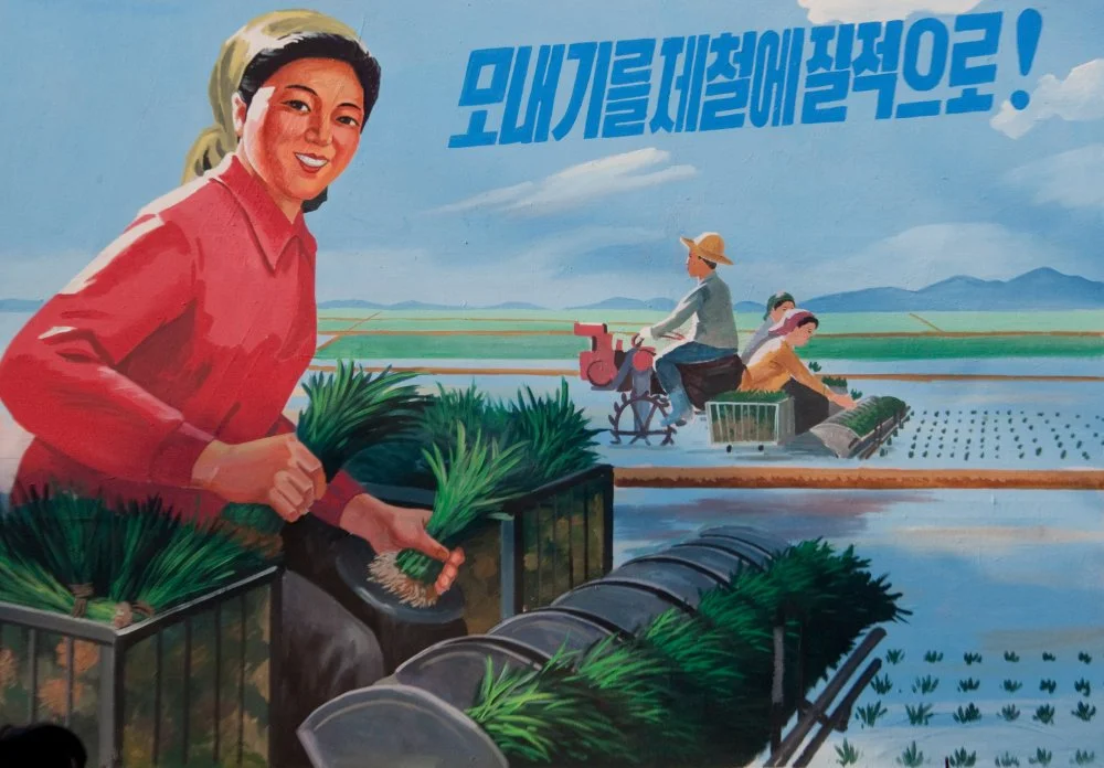 Күріш алқабында жұмыс істеп жатқан шаруа әйелін бейнелейтін Солтүстік Корея плакаты / Photo by Eric Lafforgue/Corbis via Getty Images