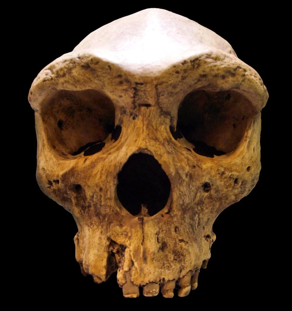 Муляж черепа родезийского человека/Wikimedia commons