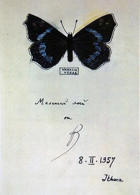 Nabokov's drawing/from open access