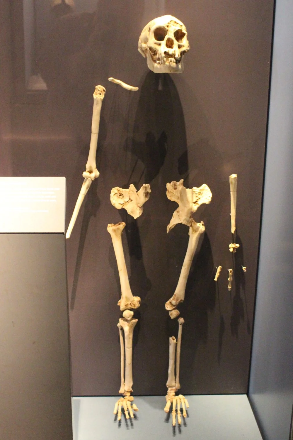 Cкелет Homo floresiensis/Natural History Museum in London, England/Emőke Dénes/Wikimedia Commons