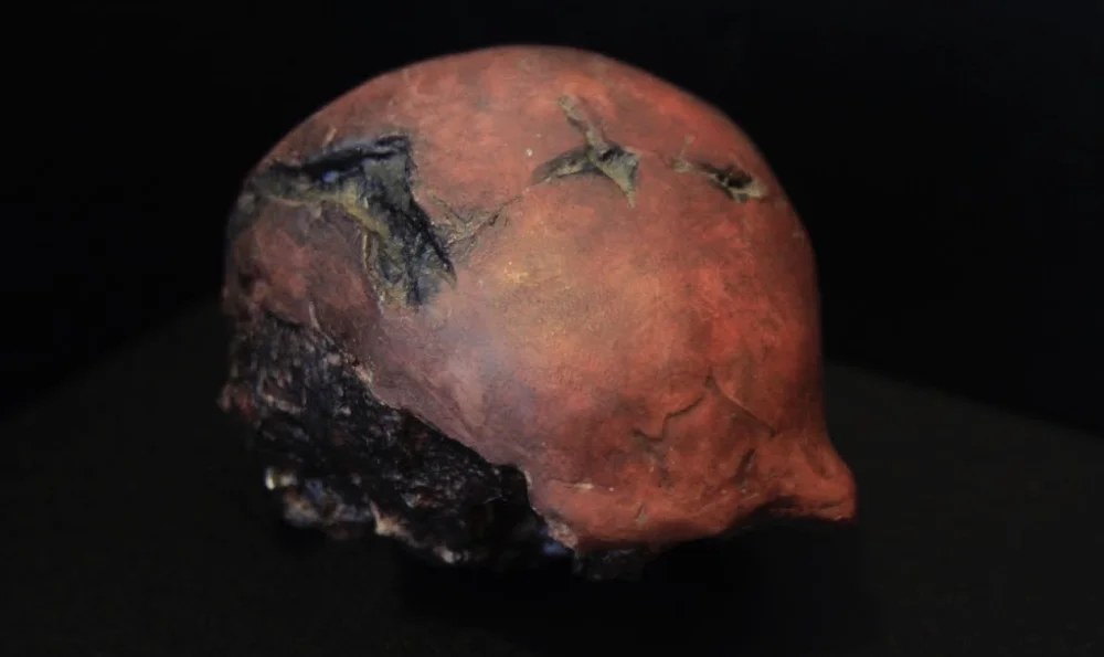 Skull of the «Mojokerto Child»/Google arts and culture