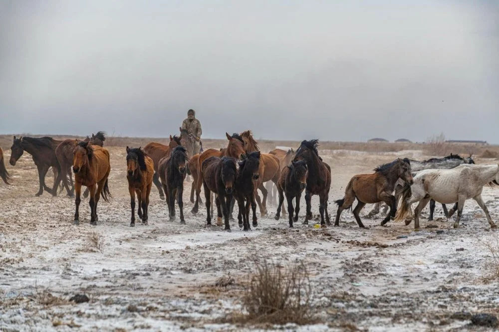 Horse herder near Aralsk, Aral Sea, Kazakhstan / Alamy