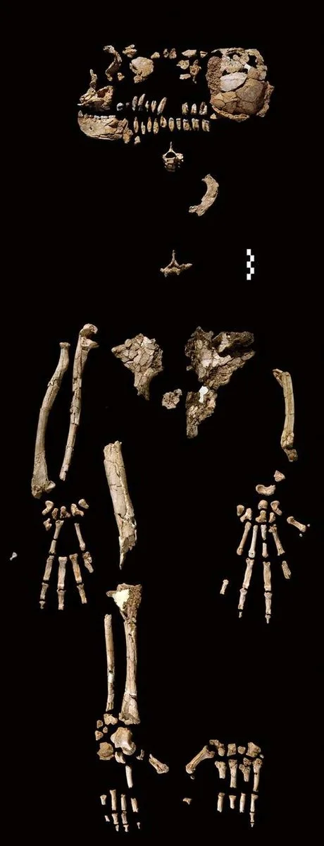 Ардипитек  (Ardipithecus Ramidus) қаңқасының фрагменттері/Wikimedia Commons 