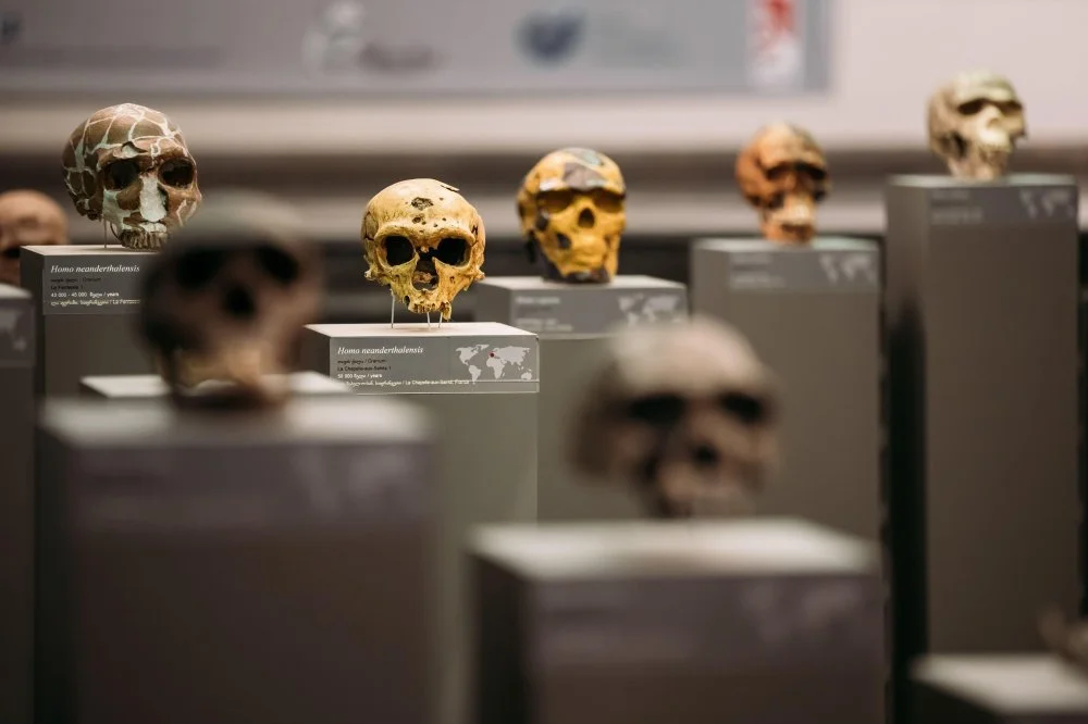 Черепа неандертальцев и Homo Sapiens/Ryhor Bruyeu/Alamy 
