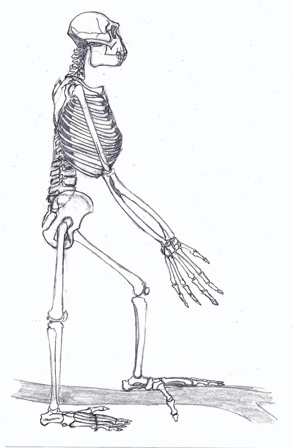 Ardipithecus Gesamt/Wikimedia Commons 