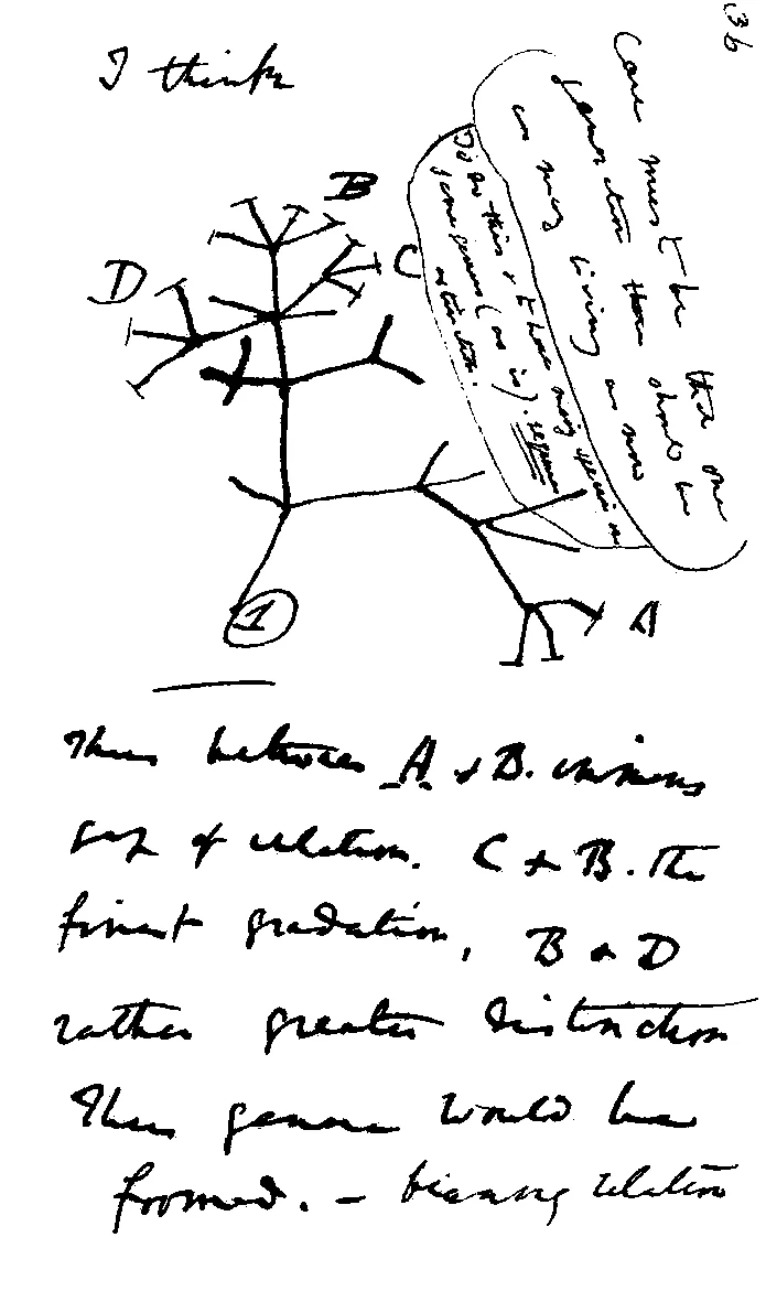 Charles Darwin's 1837 sketch. His first diagram of an evolutionary tree from his First Notebook on Transmutation of Species /Wikimedia Commons 