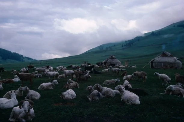 Жайлаудағы киіз үйлер және қой отары. Шыңжаң, Қытай. 2008 жыл / Eye Ubiquitous / Universal Images Group / Getty Image