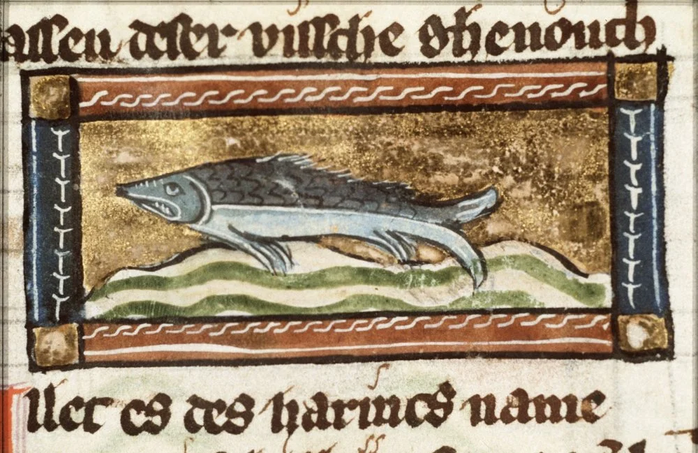 Herring — miniature from folio 112r from Der naturen bloeme (KB KA 16) by Jacob van Maerlant/Wikimedia commons