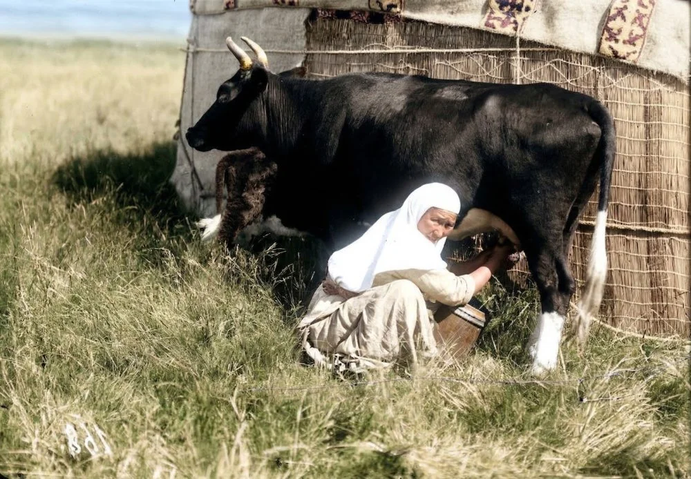 С.Дудин. Сиыр сауған әйел. Семей, 1899 жыл / ОМА КФҚД. Gemini көмегімен қалпына келтірілген