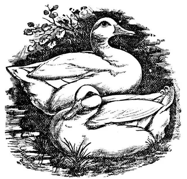 Томсон У. Пекинские утки. 1883/Wikimedia Commons