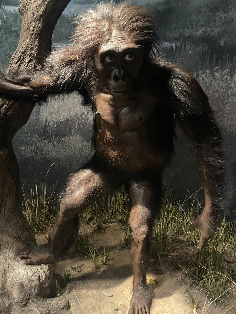 Australopithecus afarensis model reconstruction at the Smithsonian National Museum of Natural History/Wikimedia Commons 