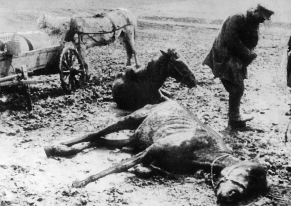 A horse starved to death in a field during the catastrophic famine in the Soviet Union/Bridgeman images