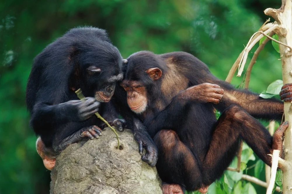  Chimpanzees learning to catch termites/Getty Images