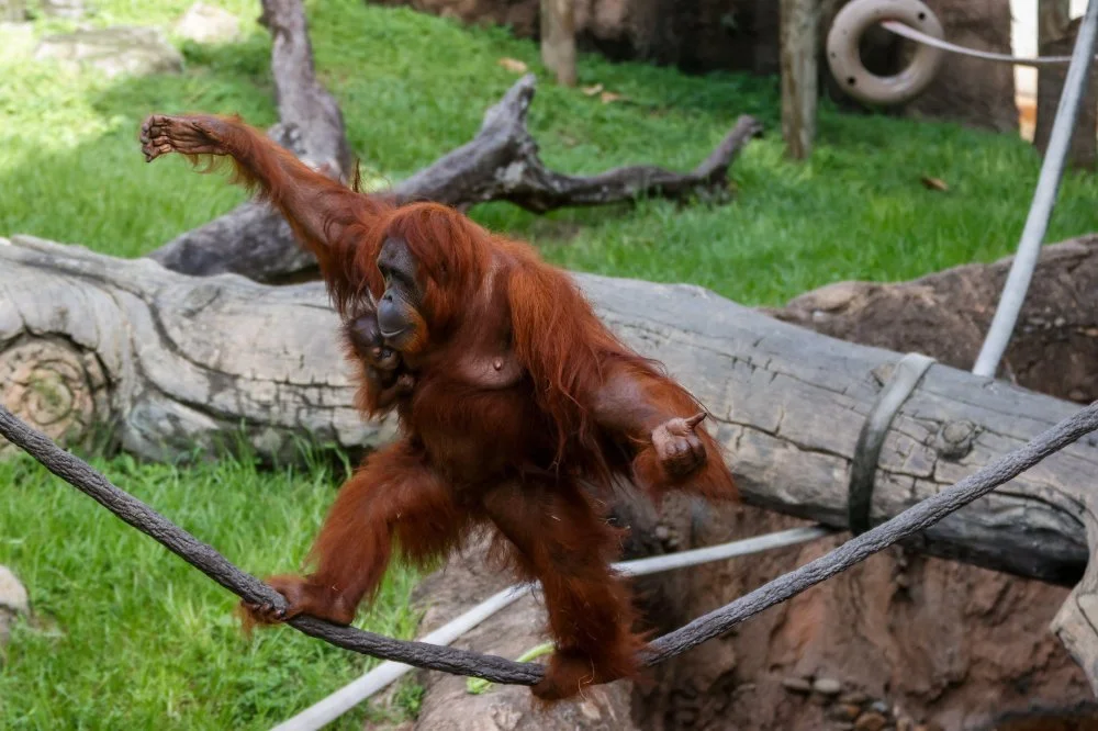 Luna, an orangutan, walks on a rope, while her nearly 3-month-old baby, Stella, holds on to her at Busch Gardens. Tampa, Florida, USA/Jefferee Woo/Tampa Bay Times via ZUMA Press Wire/Alamy