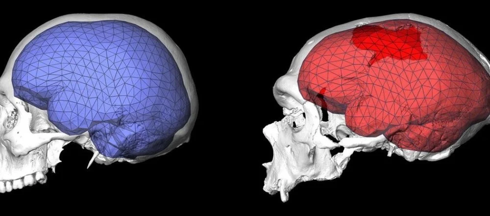 Мозг современного человека (слева) и классического неандертальца. Показана триангуляционная сетка, использовавшаяся для анализа формы мозга.