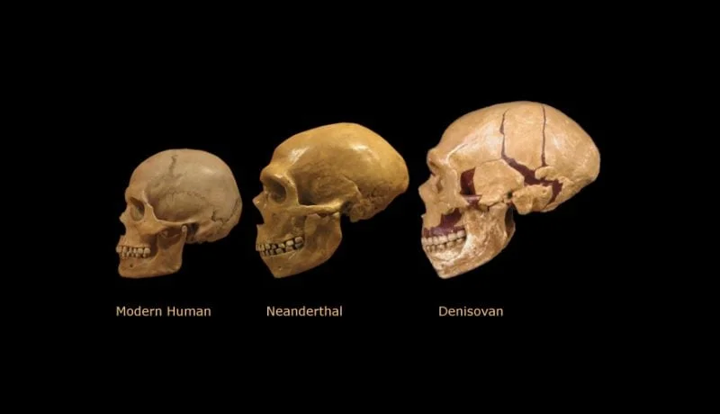 Homo Sapiens, неандертал және денистік бас сүйектері/ашық дереккөзден алынған
