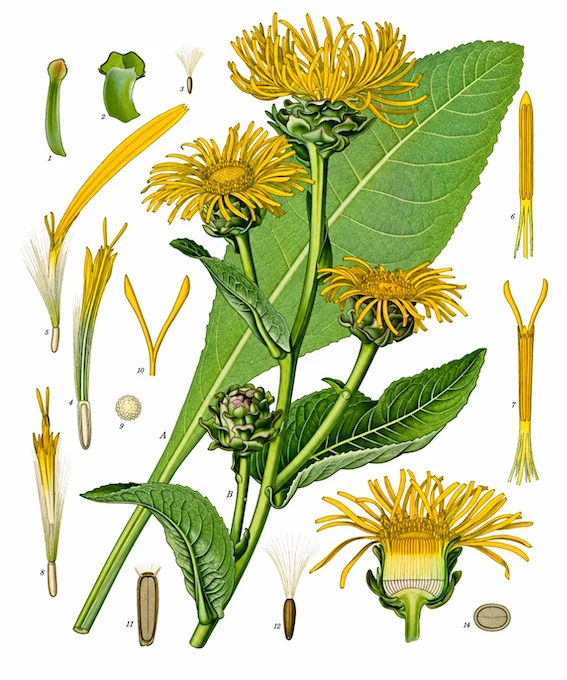 Қарандыз (Inula helenium). «Кёлердің дәрілік өсімдіктері» атласындағы ботаникалық иллюстрация. 1887 жыл / Wikimedia Commons