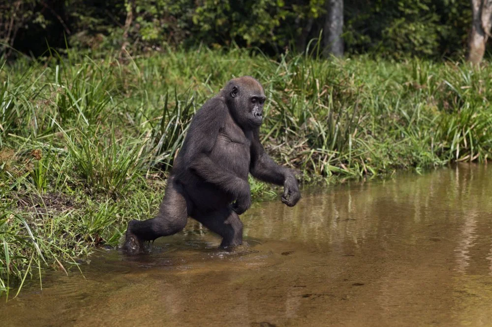 Western lowland gorilla juvenile female 'Bokata' aged 6 years walking bi-pedally to cross a river. Bai Hokou, Dzanga Sangha Special Dense Forest Reserve, Central African Republic/Getty Images