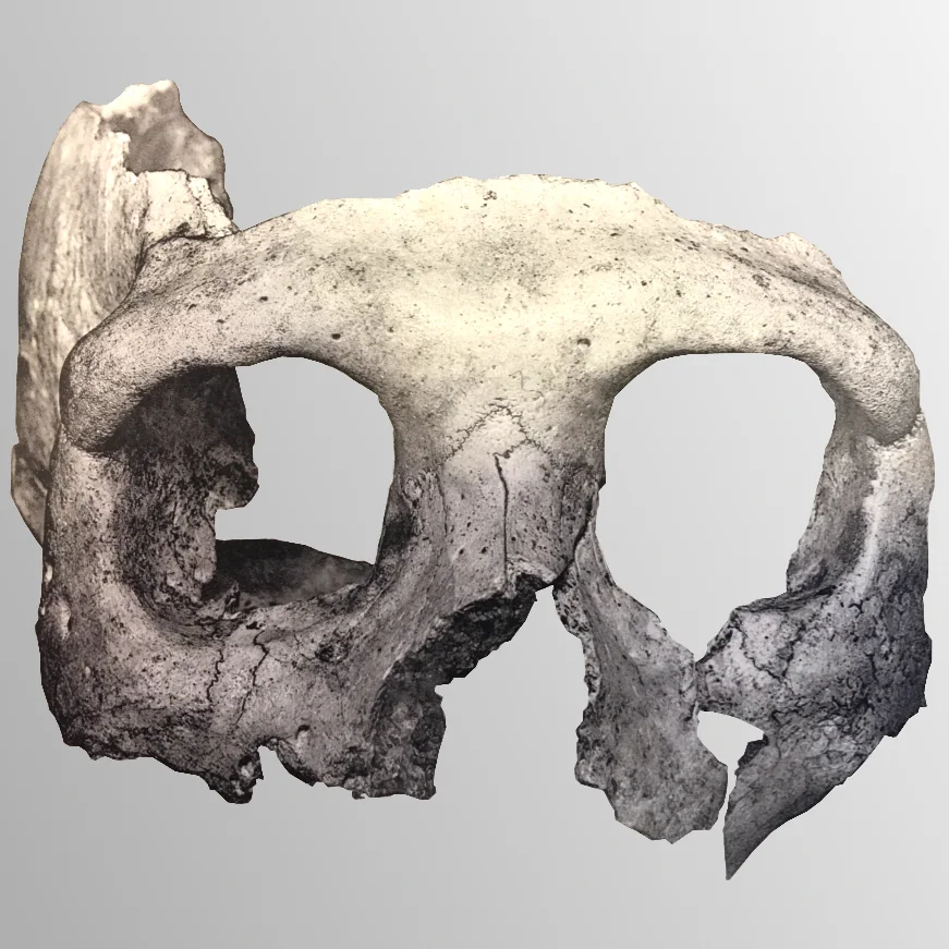 Фрагмент черепа хорватского неандертальца (Крапина 3)/Wikimedia Commons