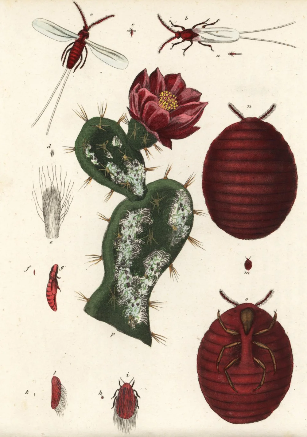 Кошениль. Цветная литография. 1840/Legion-Media