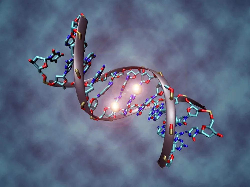 Отрезок молекулы ДНК, в центре которого находятся два симметрично (по обеим цепям) расположенных метилцитозина в составе CpG-динуклеотидов/Christoph Bock, Max Planck Institute for Informatics/Wikimedia Commons