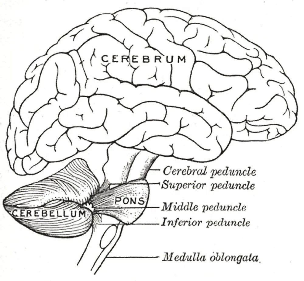 На схеме штриховкой отмечен мозжечок/Wikimedia Commons