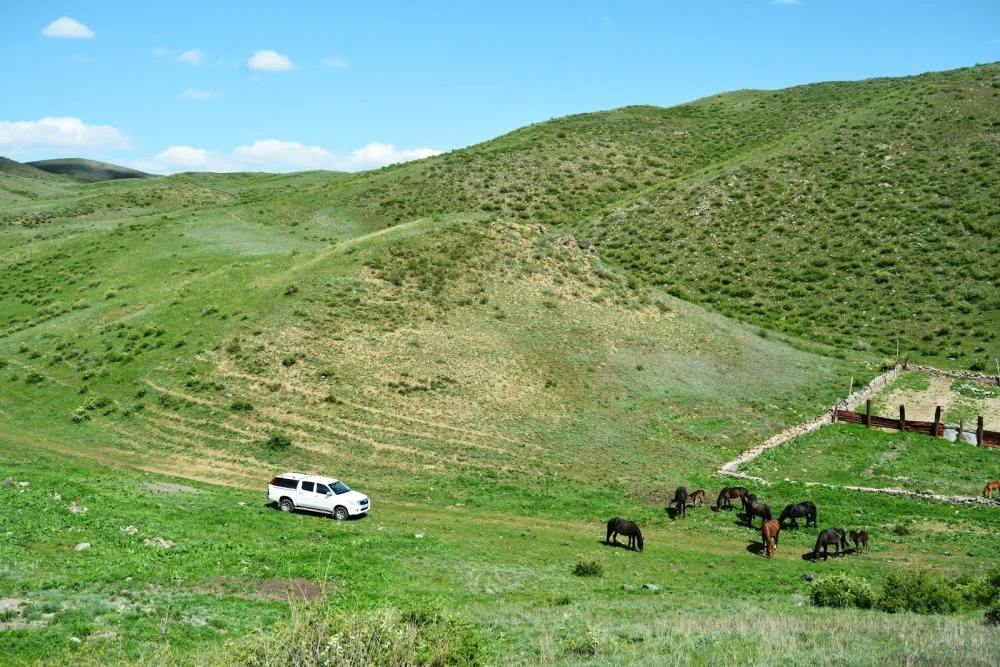 On the site of the ancient settlement there is a modern cattle pen/Olga Gumirova 