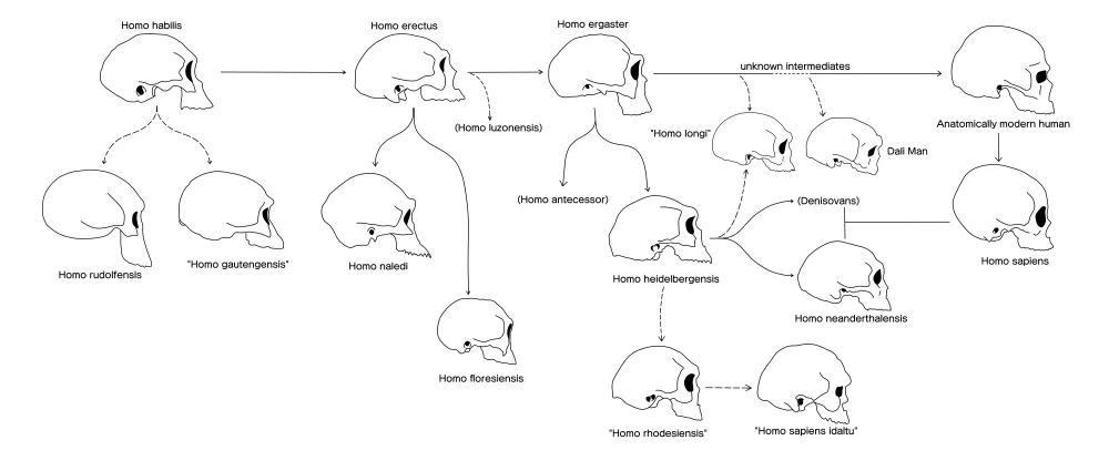 Гоминидтер бас сүйегінің эволюциясының сызбасы/Wikimedia Commons