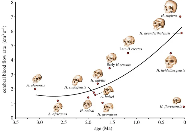 An increase in cerebral blood flow over time (on the x-axis, time in millions of years ago; on the y-axis, cerebral blood flow in cubic centimeters per second).