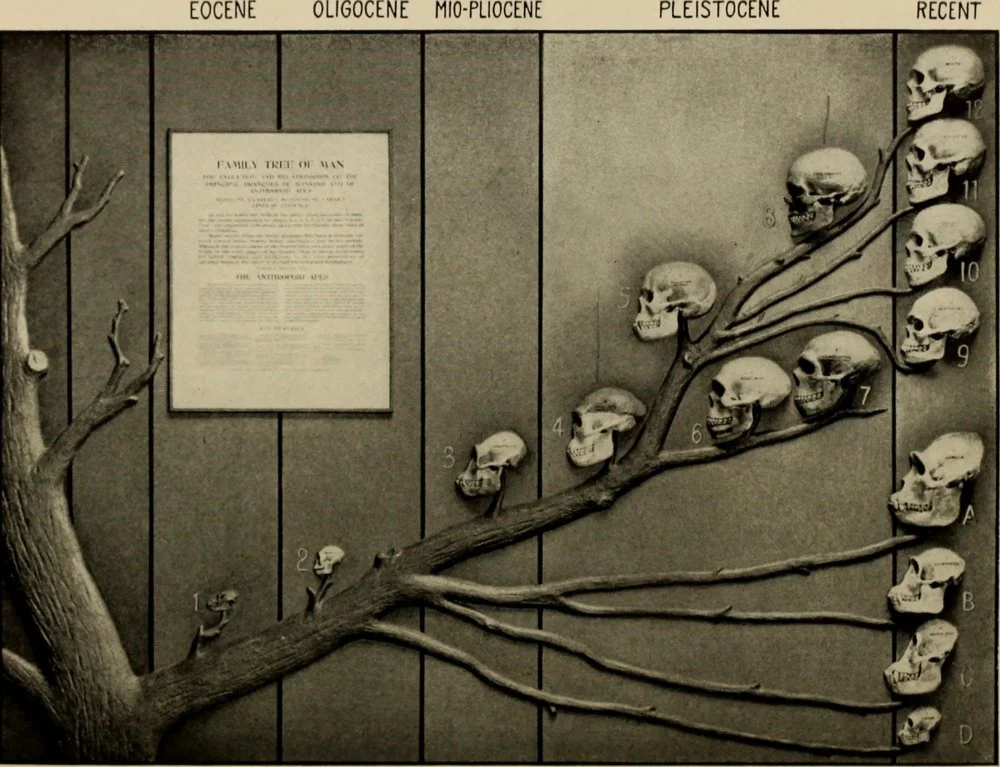 Human Evolution Tree. Beginning of the 20th century/Wikimedia Commons 