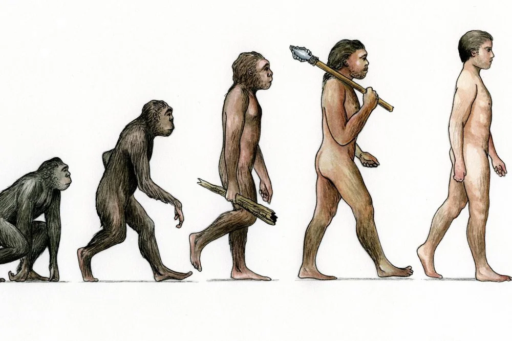 Evolution/Wikimedia Commons  