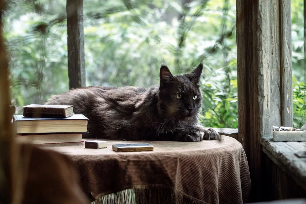 A shot from the film The Master and Margarita. Behemoth played by Maine coon Kesha. 2023/Mars Media