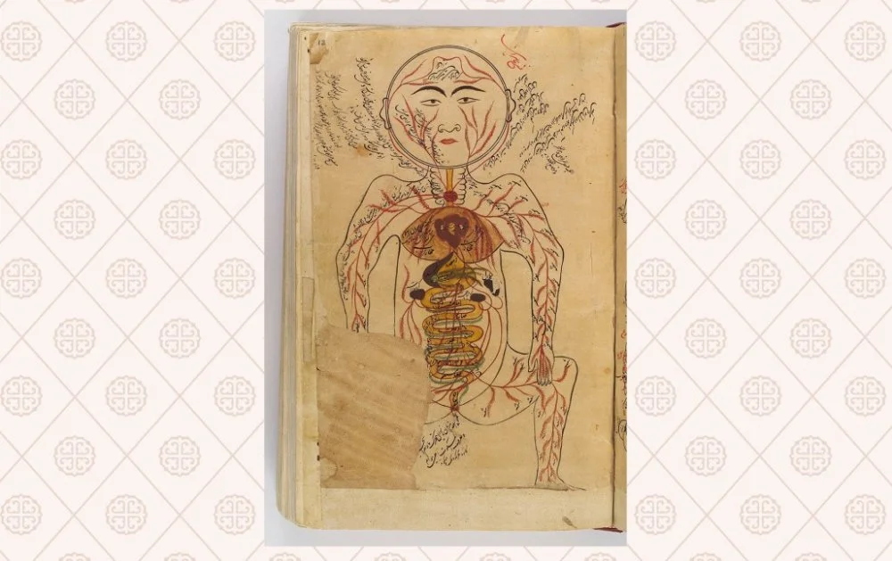 Строение внутренних органов по Авиценне. Средневековая миниатюра из «Канона медицины» / Wikimedia Commons