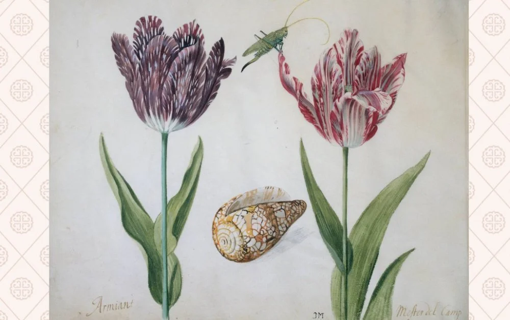 Якоб Маррель. Екі қызғалдақ, ұлу қабыршағы және жәндік. 1634 жыл / Wikimedia Commons