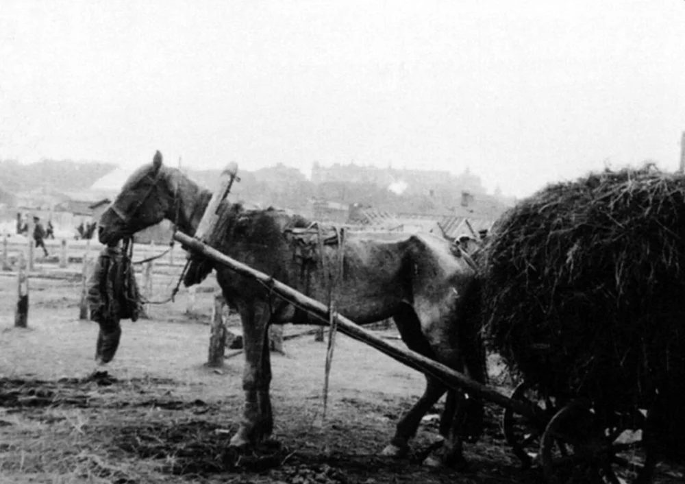 Көтерем жылқы. КСРО, 1932 немесе 1933 жыл / Alamy