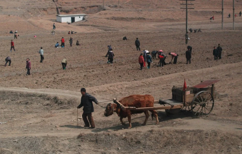  Местное сельское хозяйство. Северная Корея. 2012 год/Ng Han Guan, Keystone