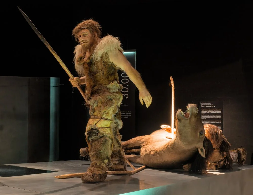 Реконструкция неандертальца, Галло-романский музей в Тонгерене (Бельгия)/Wikimedia