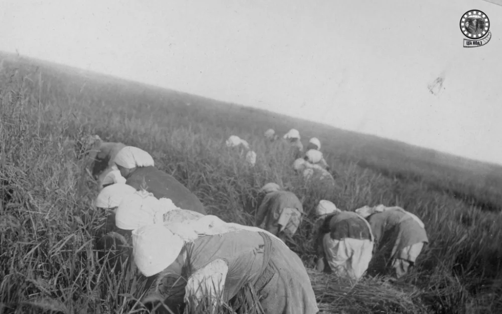 Сбор урожая. Из альбома «Кызыл-Ординская область в фотографиях». 1940 год / ЦГА КФДЗ РК