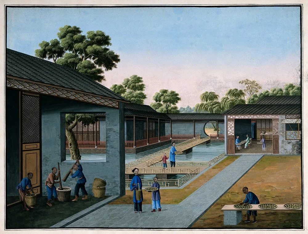 A tea plantation in China with workers grinding and balling. 19 century/Wikimedia commons