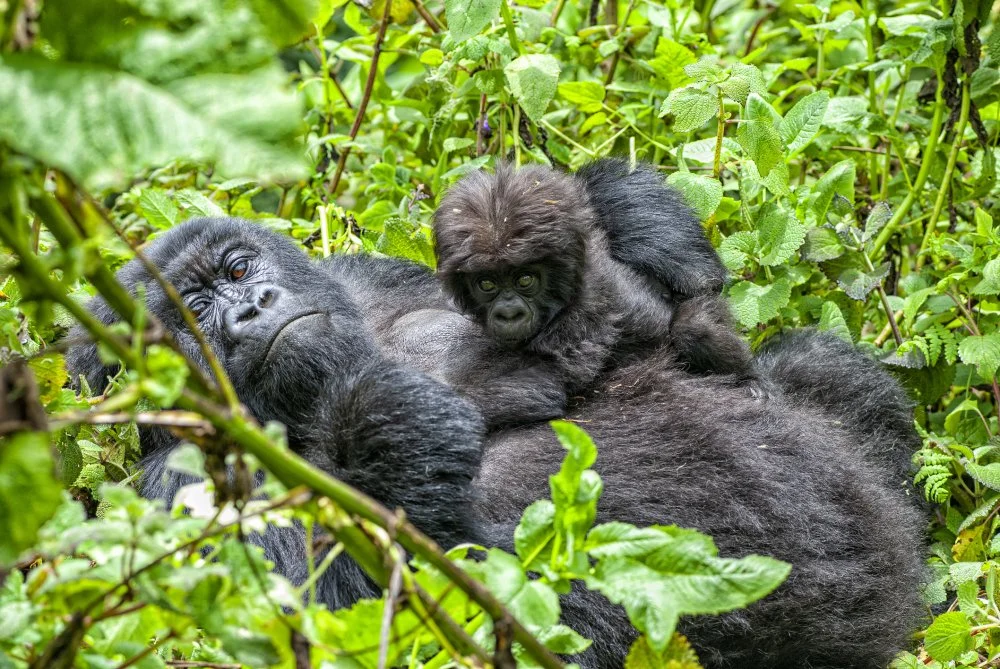 A female mountain gorilla with her young baby, they are a part of a group of the rare Mountain Gorillas (gorilla beringei beringei) in Volcanoes National Park in the Virunga Mountains/Getty Images