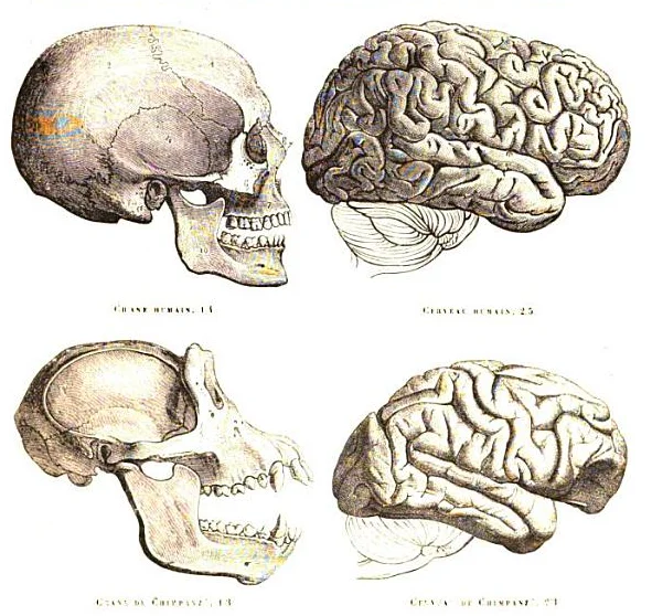 Human and chimpanzee skull and brain/Wikimedia Commons