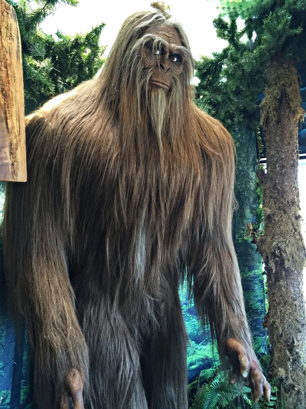 Big Foot on display at the Ripley's Museum, Newport, Oregon/Alamy 